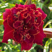 Double Firery Passion Daylily